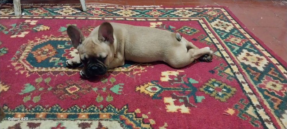 Продам девочку французского бульдога