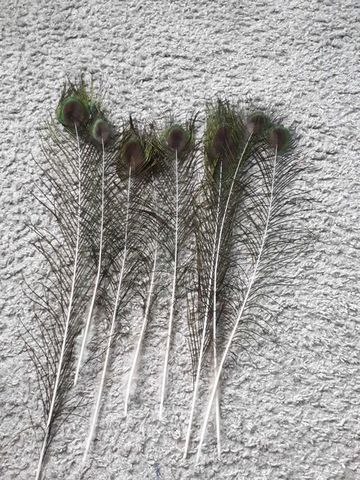 Pawie pióra piórka pawia  8szt. 35-45 cm