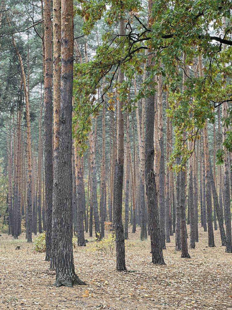 Земельна ділянка біля озера, 10 соток, с.Круглик