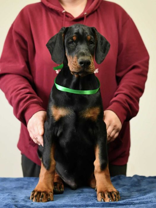 Doberman wystawowy piesek FCI