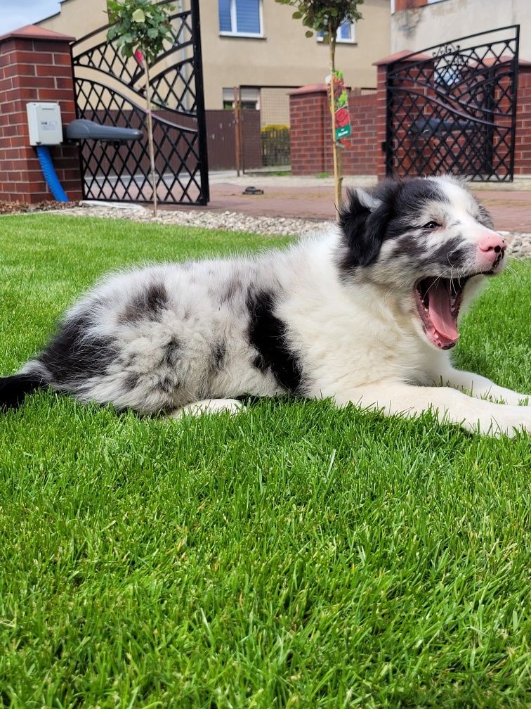 Border Collie piesek