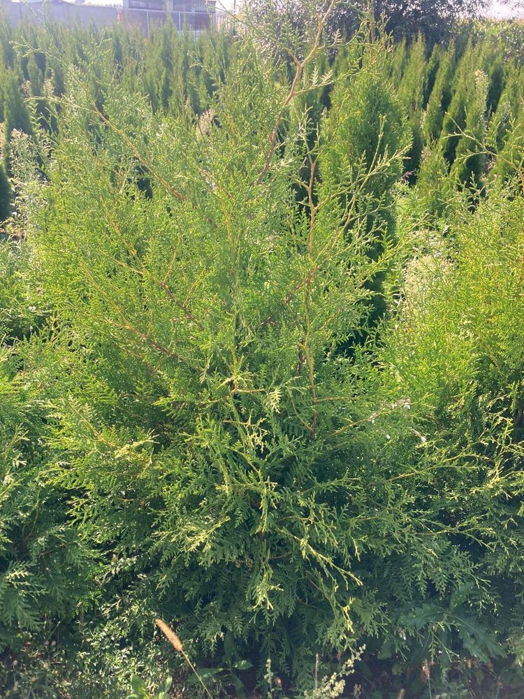 Thuja Brabant tuja 100cm-180cm