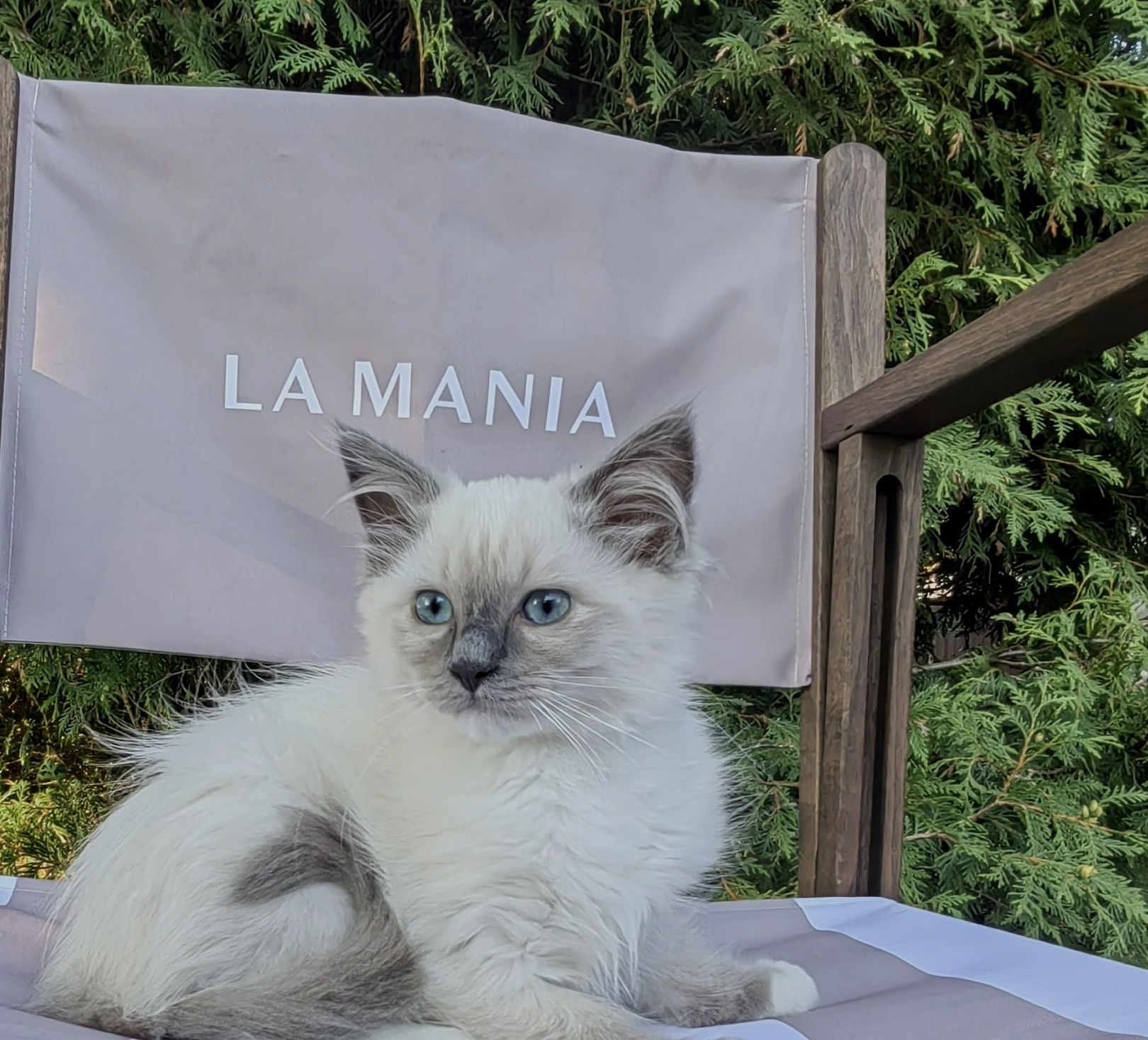 Kotka Ragdoll       .