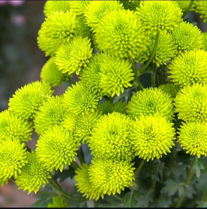 Набор хризантем саженцы