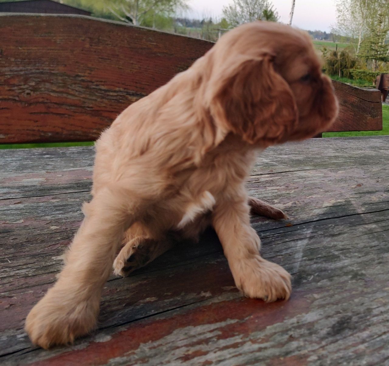 Cavalier King Charles Spaniel Piesek Ruby