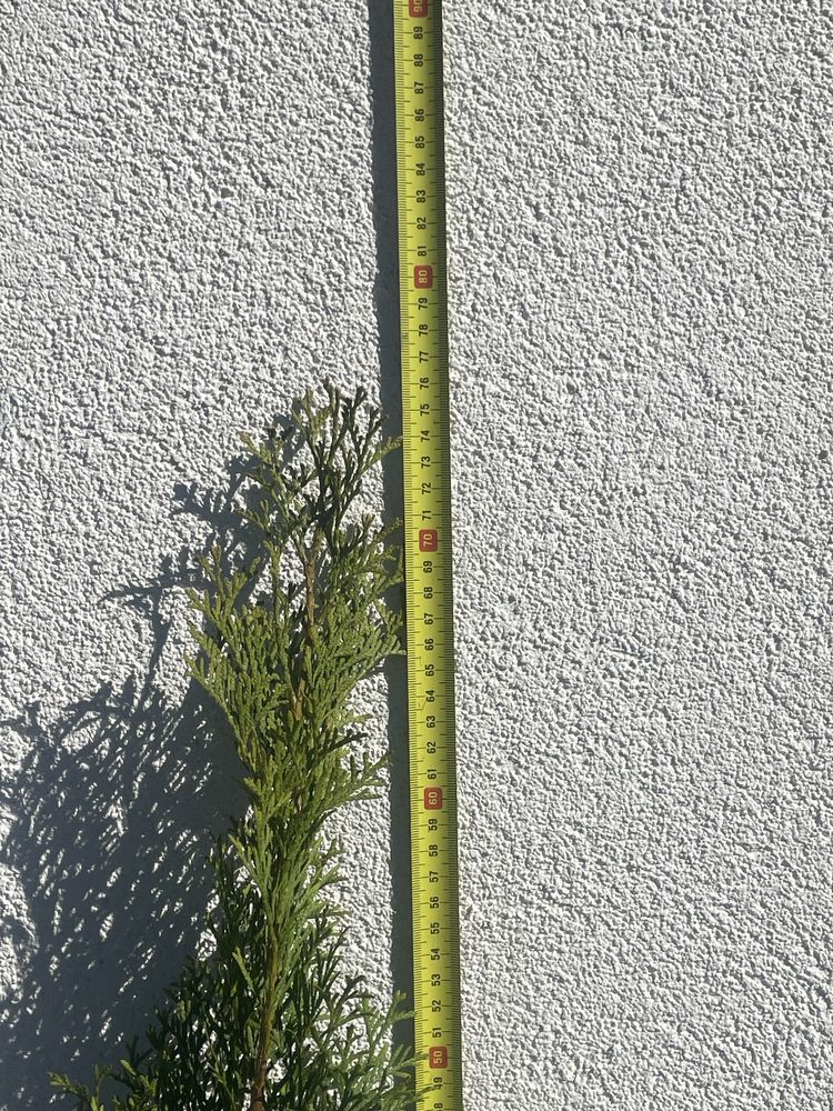 Thuja szmaragd 60cm