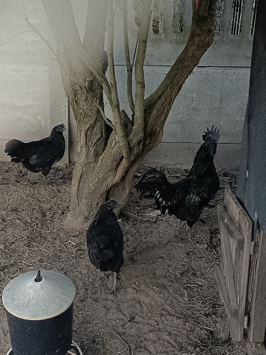 Jajka legowe Ayam Cemani Kochin Białoczub Silka