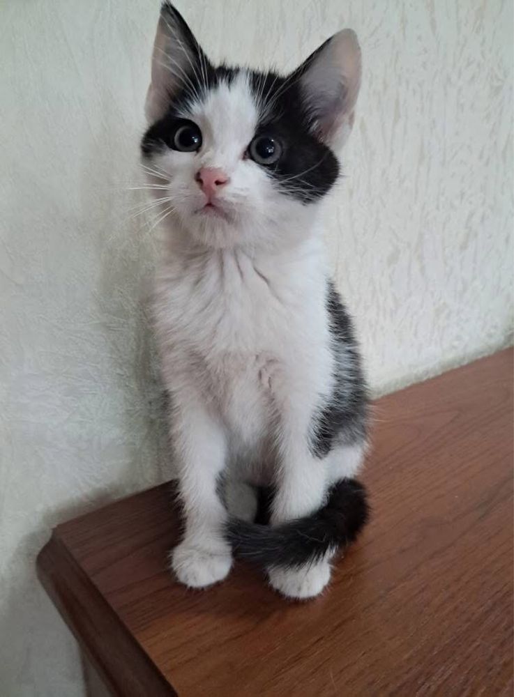 Кошенята в люблячі родини