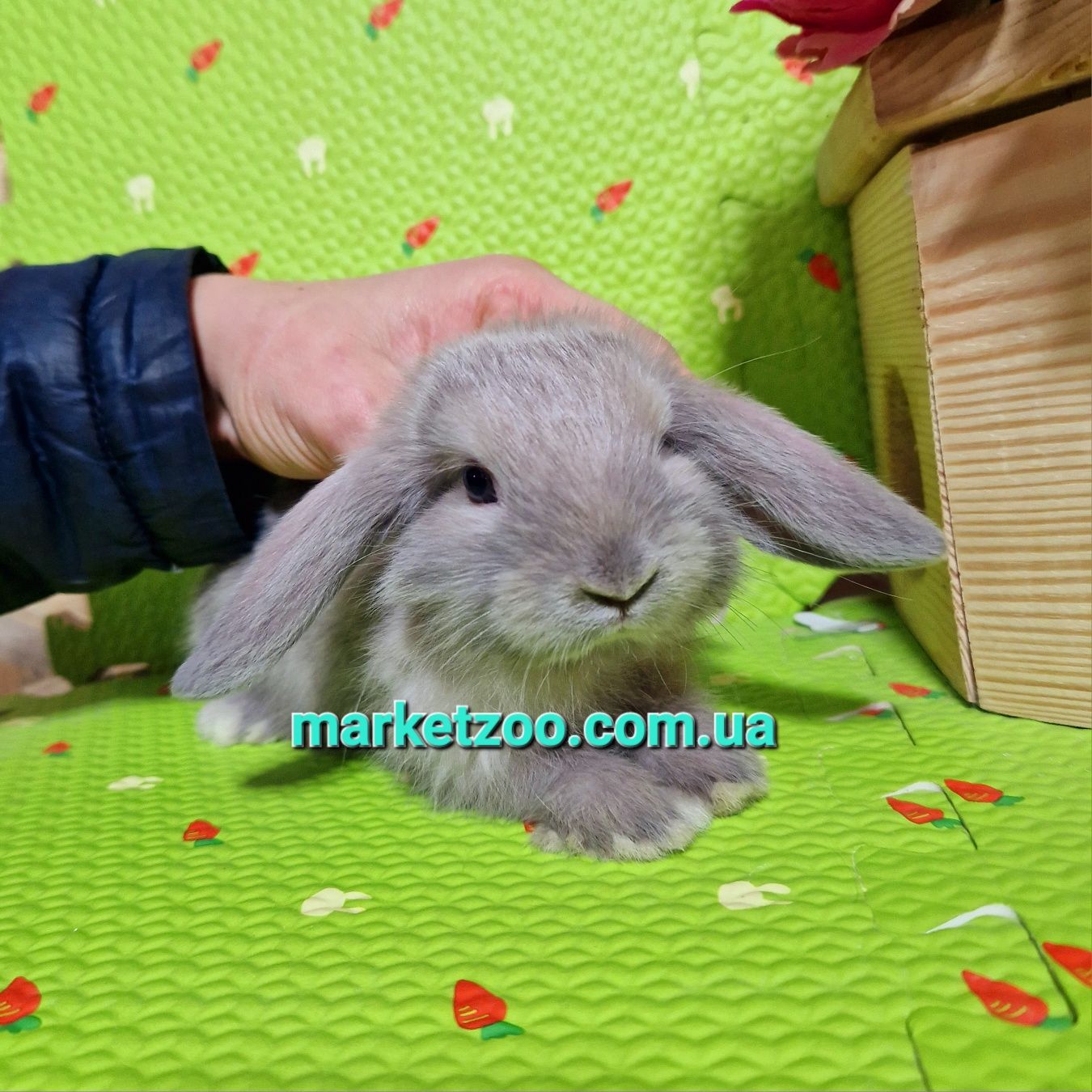 Ліловий мардер mini lop мини міні карликовые кролики висловухий баранч