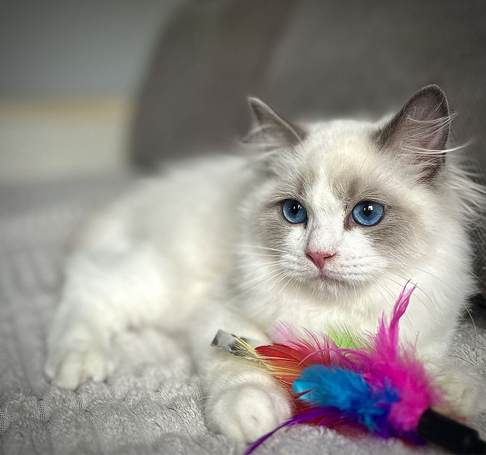 Ragdoll sliczny chlopczyk