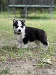 Rezerwacja Husky Siberian/Syberian