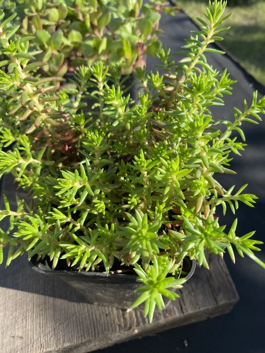 Очитки (седуми).