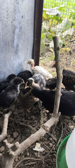 Garnizos nascidos e criados cá por casa