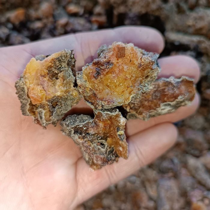 смола соснова  100%  натуральна.