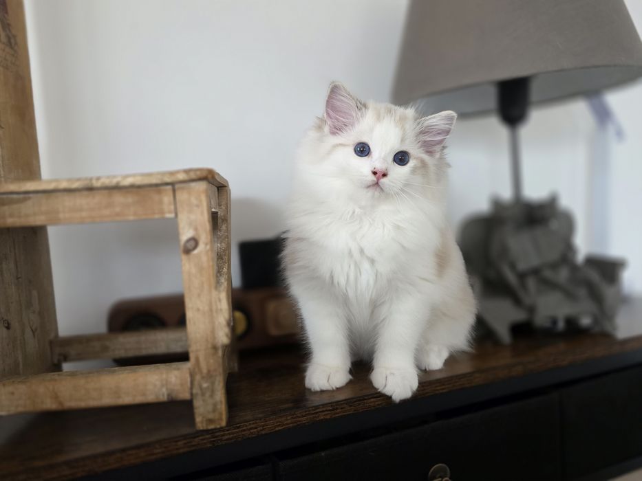 Cudowny charakter, kocurek ,Ragdoll