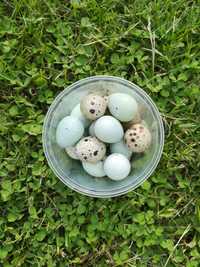 Jaja przepiórcze Celadon lęgowe