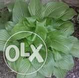 Хоста - королева тенистого сада