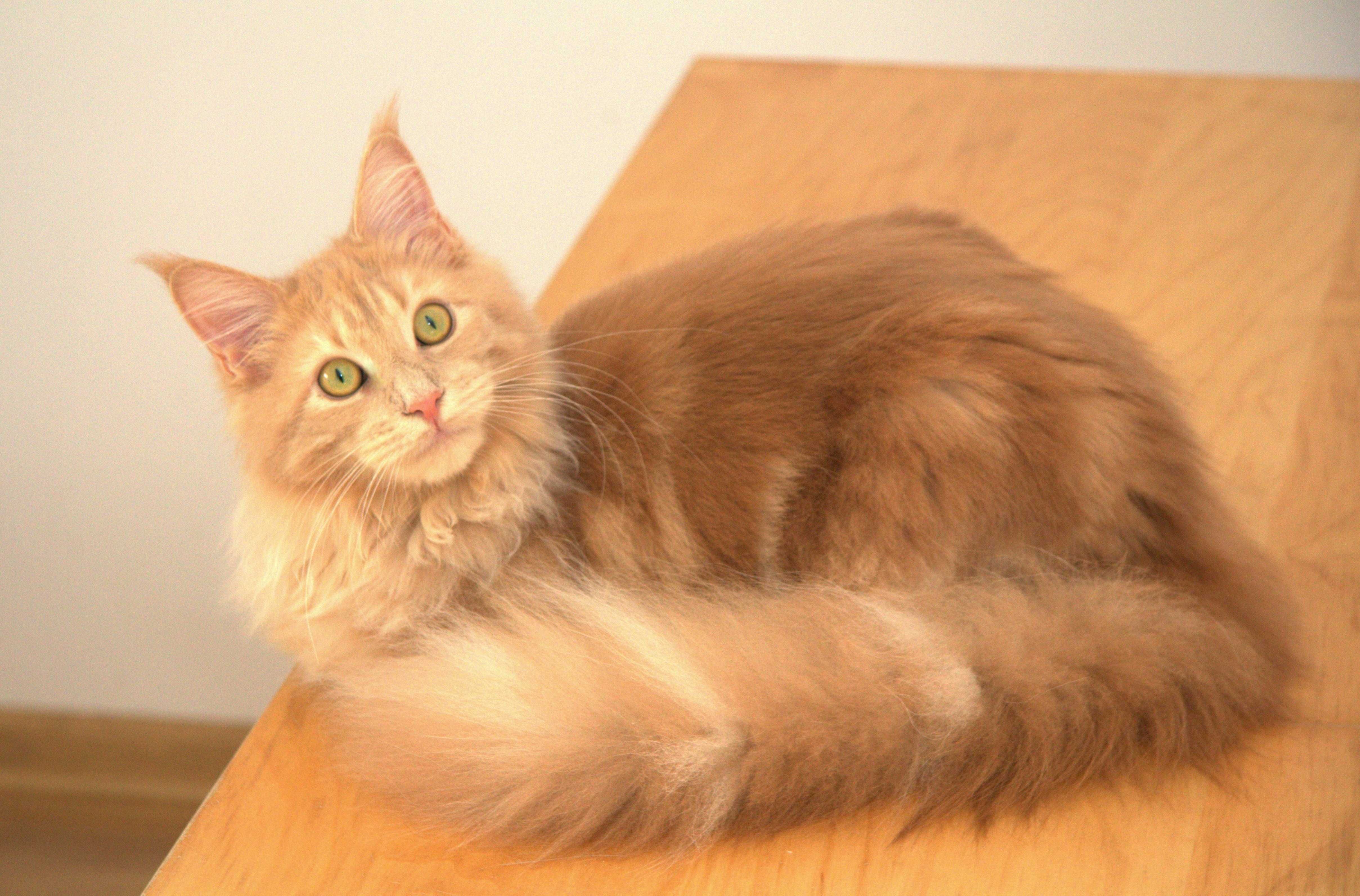 Maine coon koteczka Joelyn