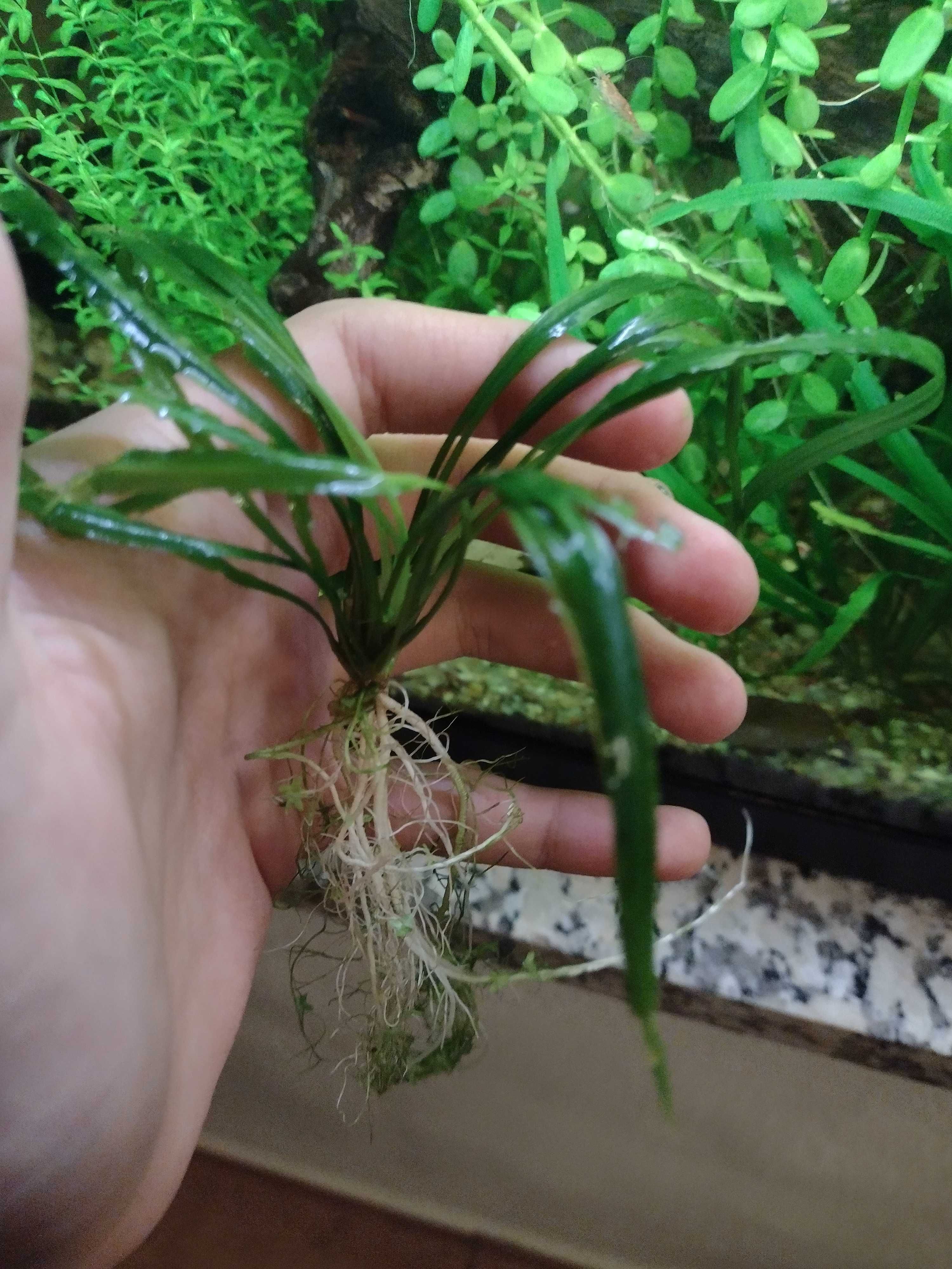 Cryptocoryne spiralis (faço envios)