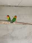 Vendo agapones/fischers
