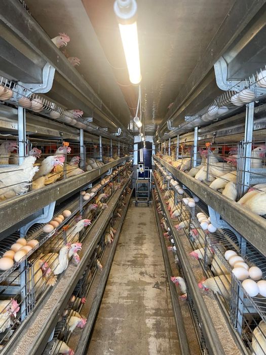 Мобільний пташник Курник Яйце Готовий бізнес