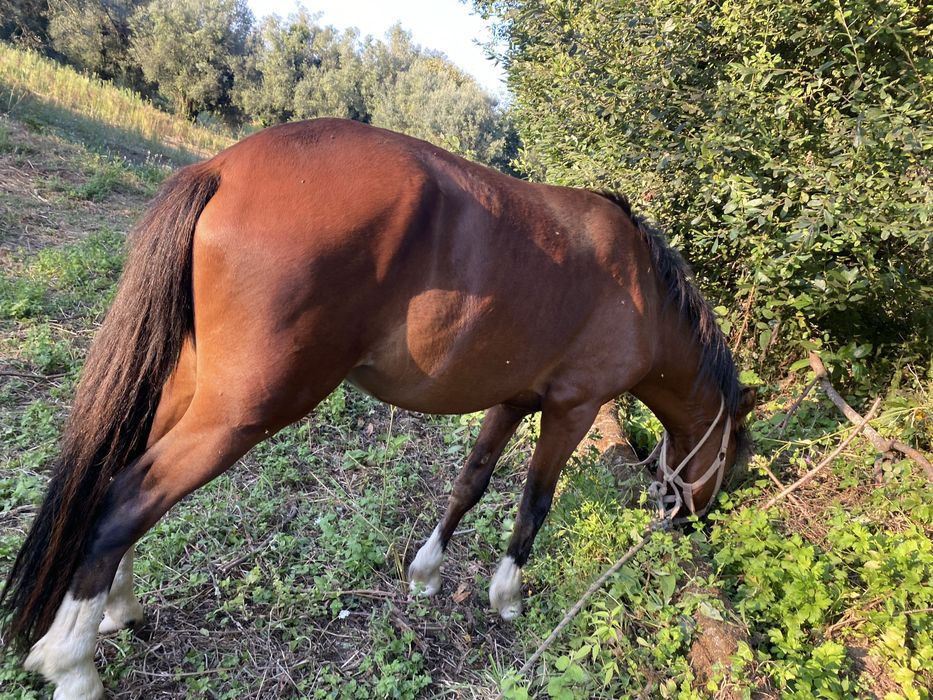 Disponivel cavalo