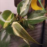 Philodendron rio