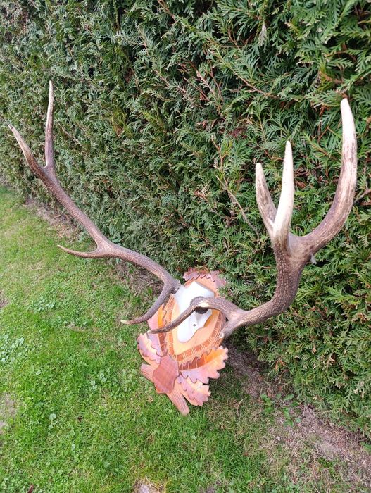 Poroże rogi jeleń-byk