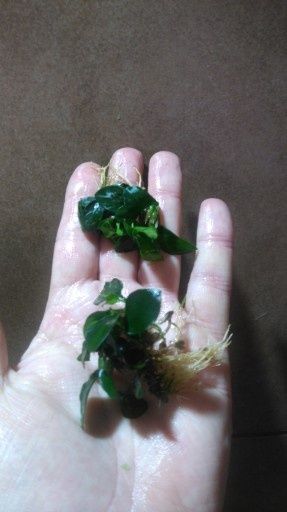 anubias nana PETIT RARYTAS