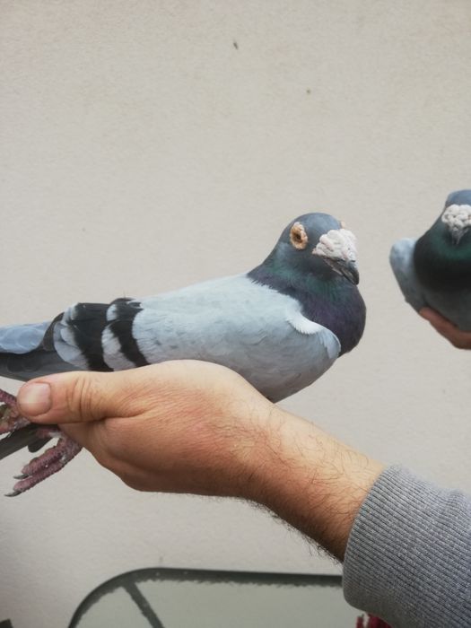 Gołębie rzeszowskie sprzedam