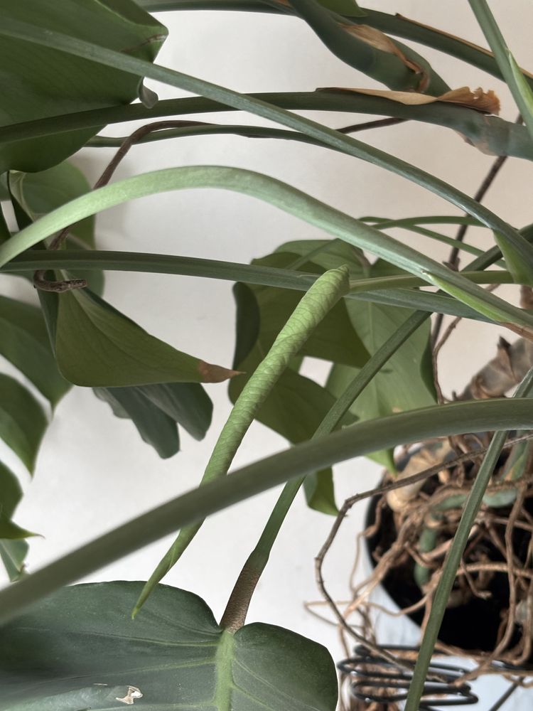 Duża monstera, nowe przyrosty