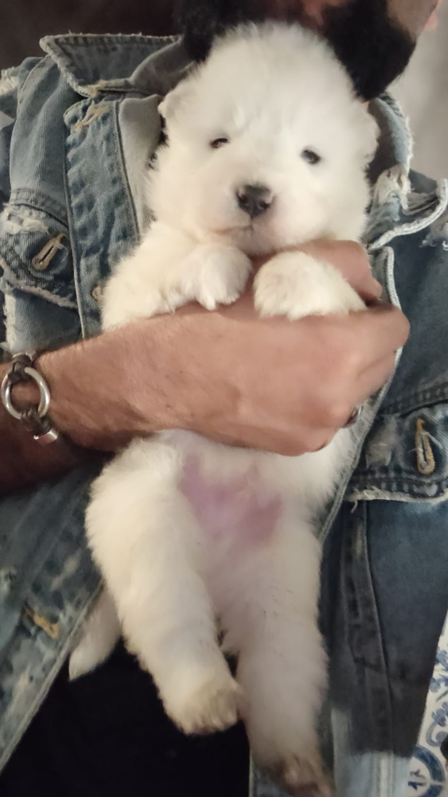 Samoiedo  macho lidissimo