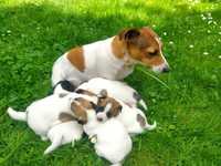 Jack Russell Terrier