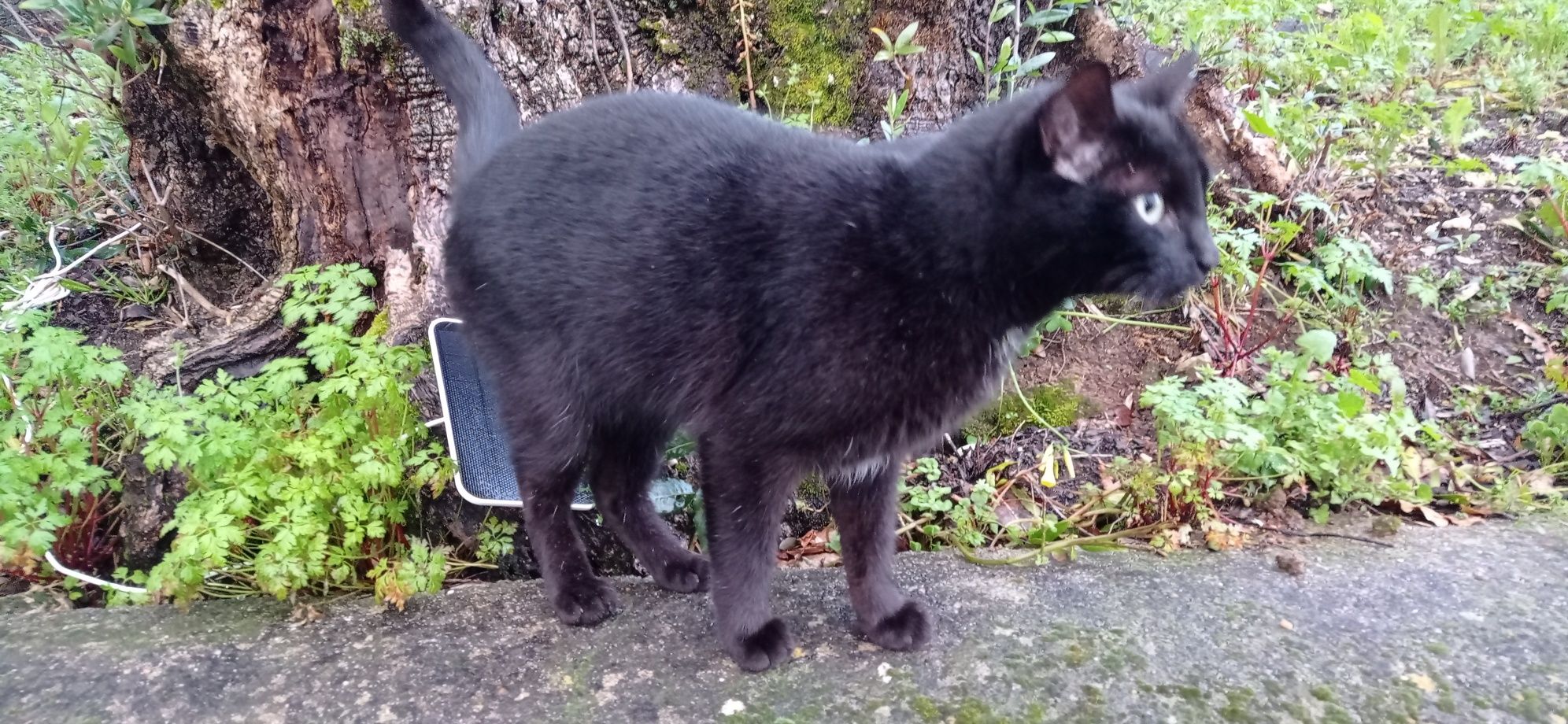 Gato para adopção