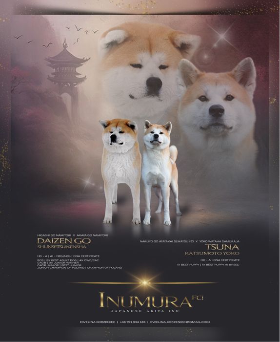 Akita inu akita japońska suczka po Championie Polski