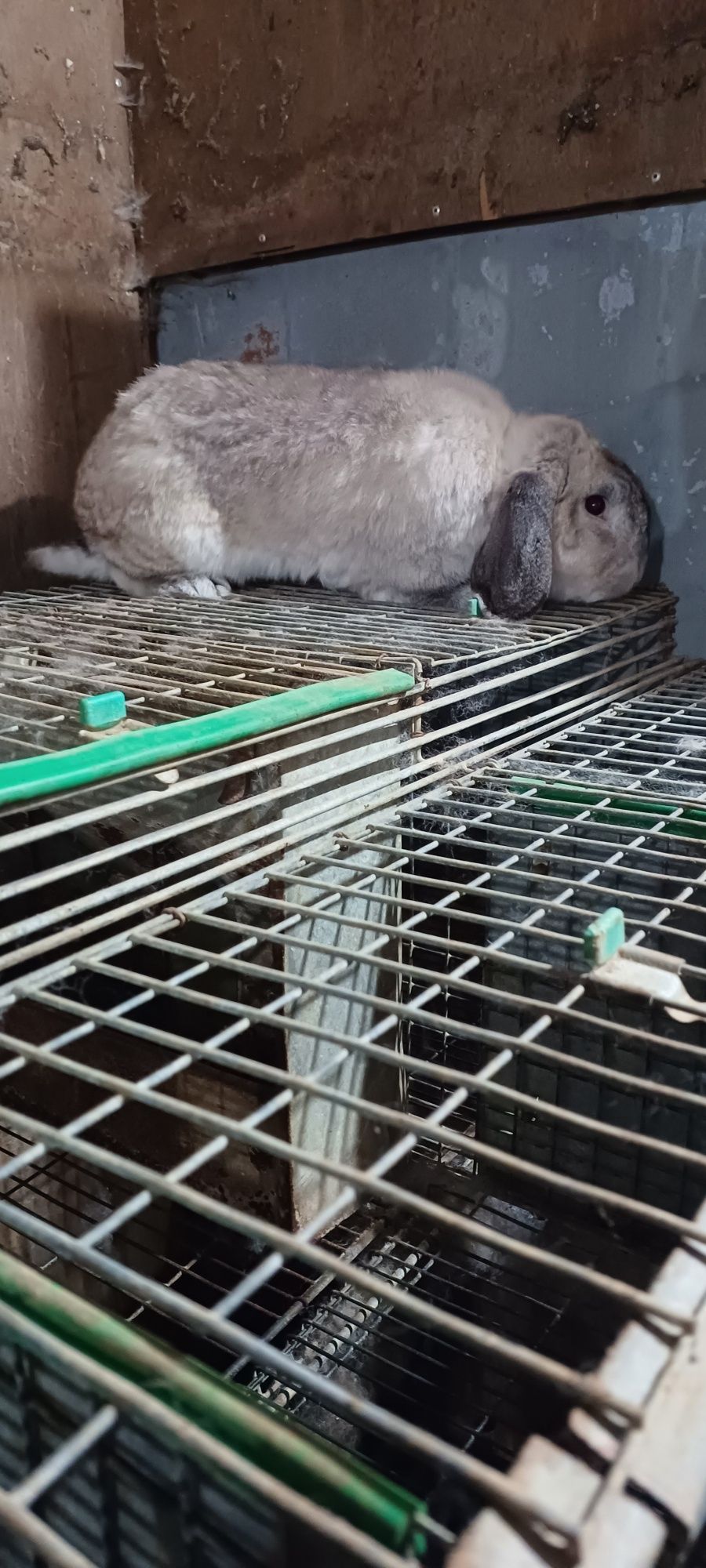 Coelhos caseiros