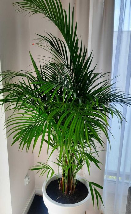 Firany białe długie