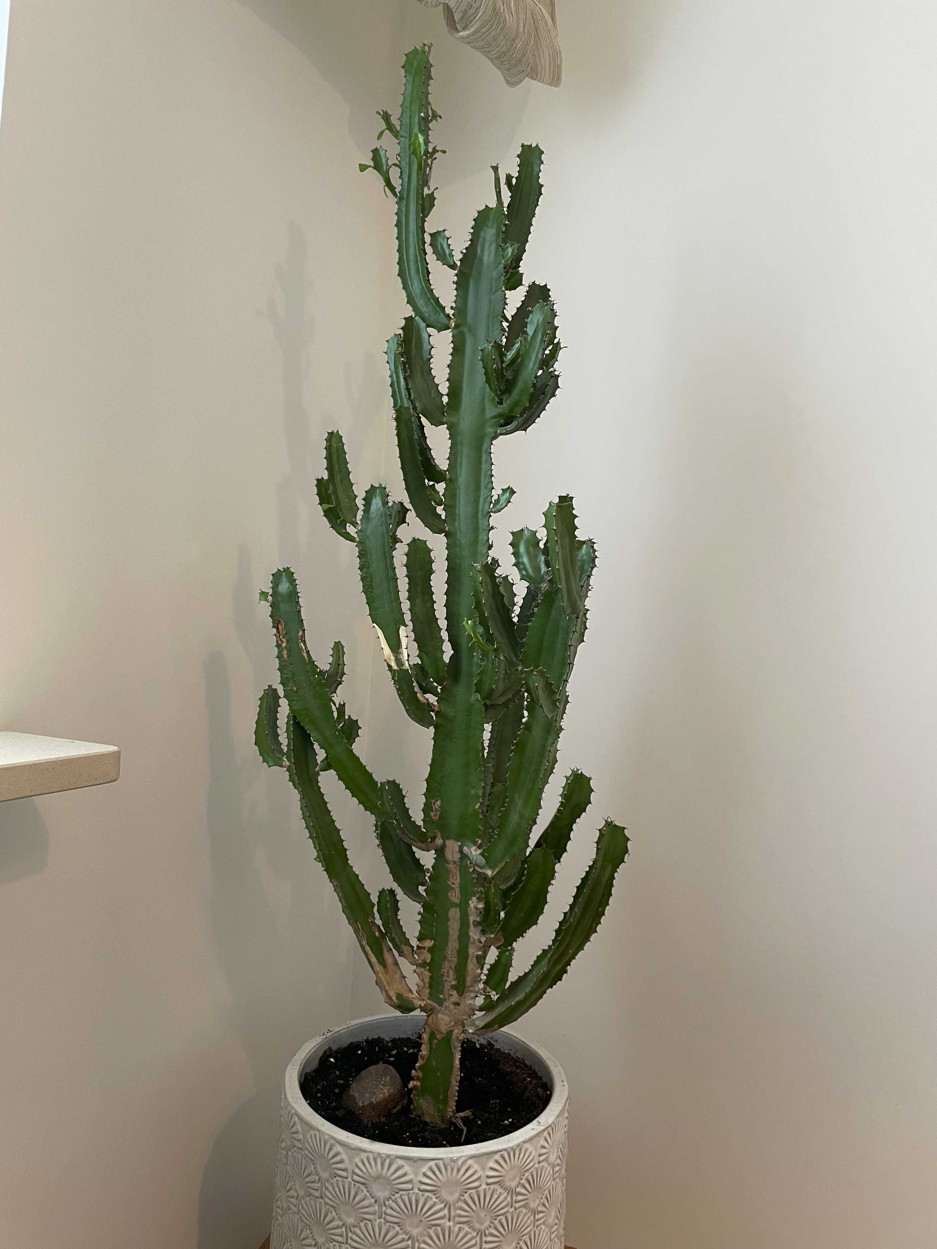 duży kaktus 115 cm - odbiór osobisty