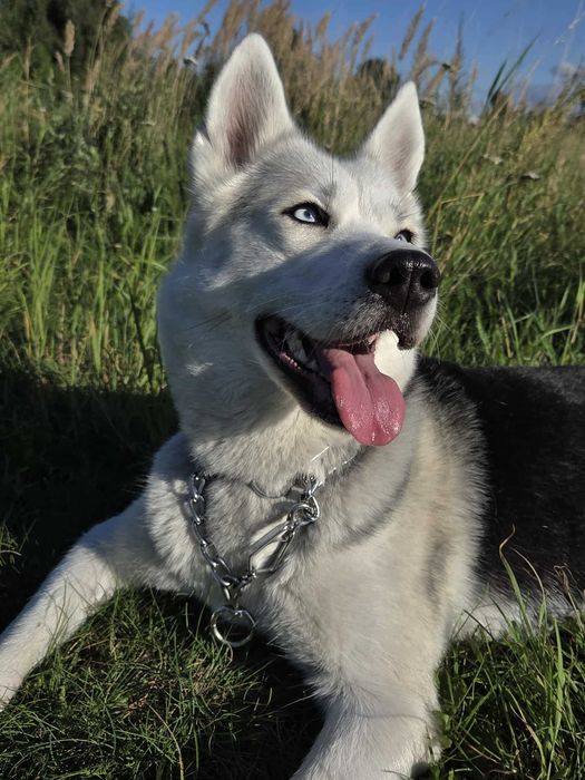 Oddam za darmo w dobre ręce!