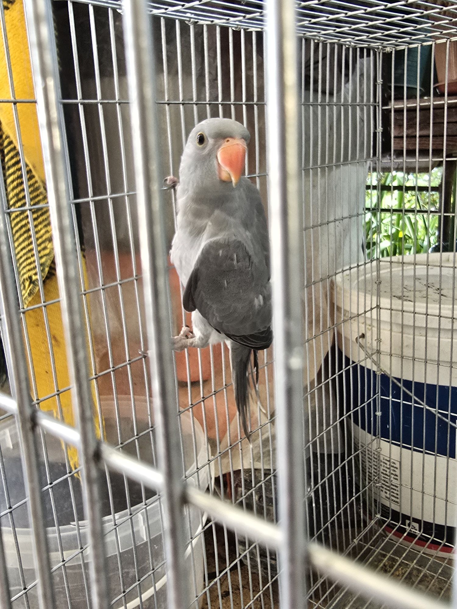 Ring necks e roselas