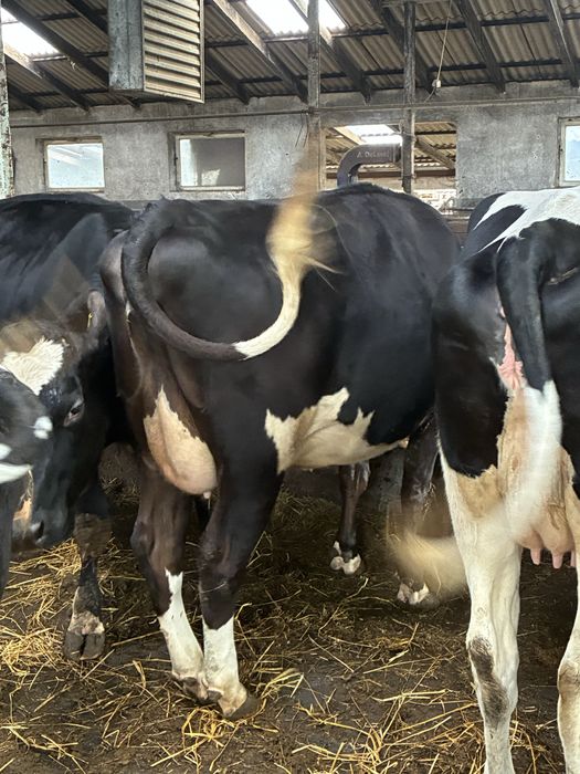 Jałówki wysokocielne