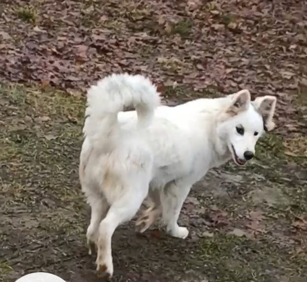 Łajka jakucka nie border nie husky
