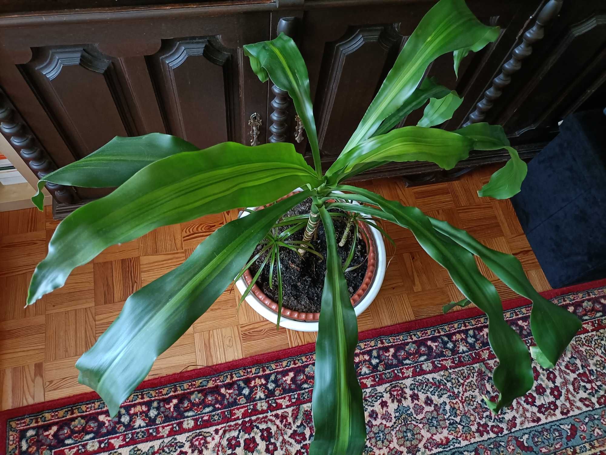 Pau d' Água 88cm Altura (Dracaena Fragans)