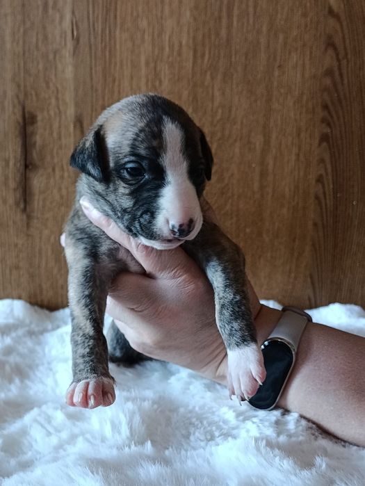 Szczeniaczek Whippet  (chart angielski) - ZkwP