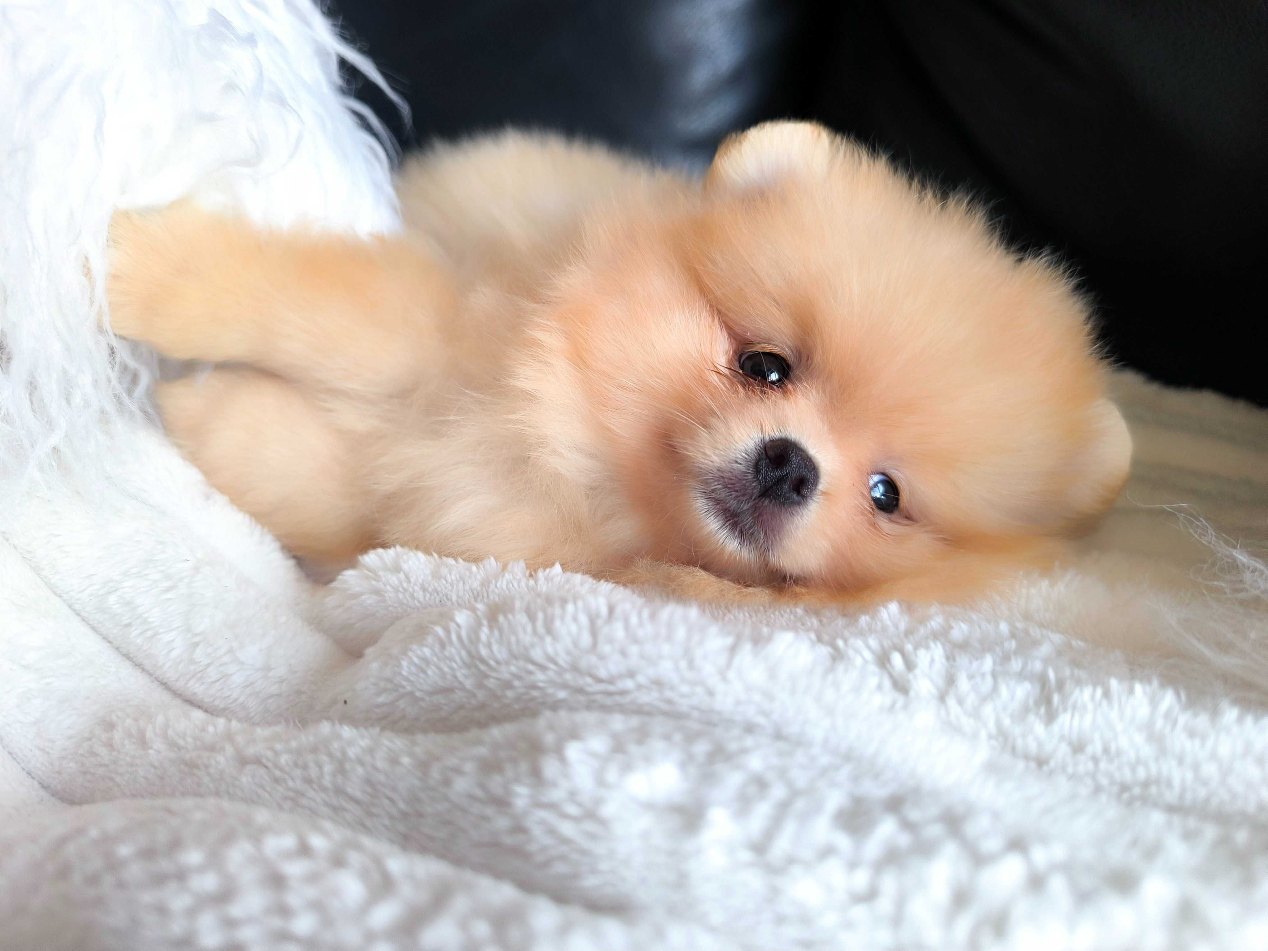 Spitz Anão Lulu da Pomerânia. Super mini. Lop e Afixo. Russo. Ursinha.