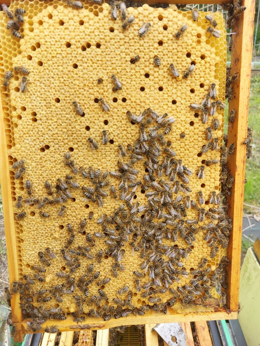 MATKI pszczele nieunasienione 2024 pszczoły