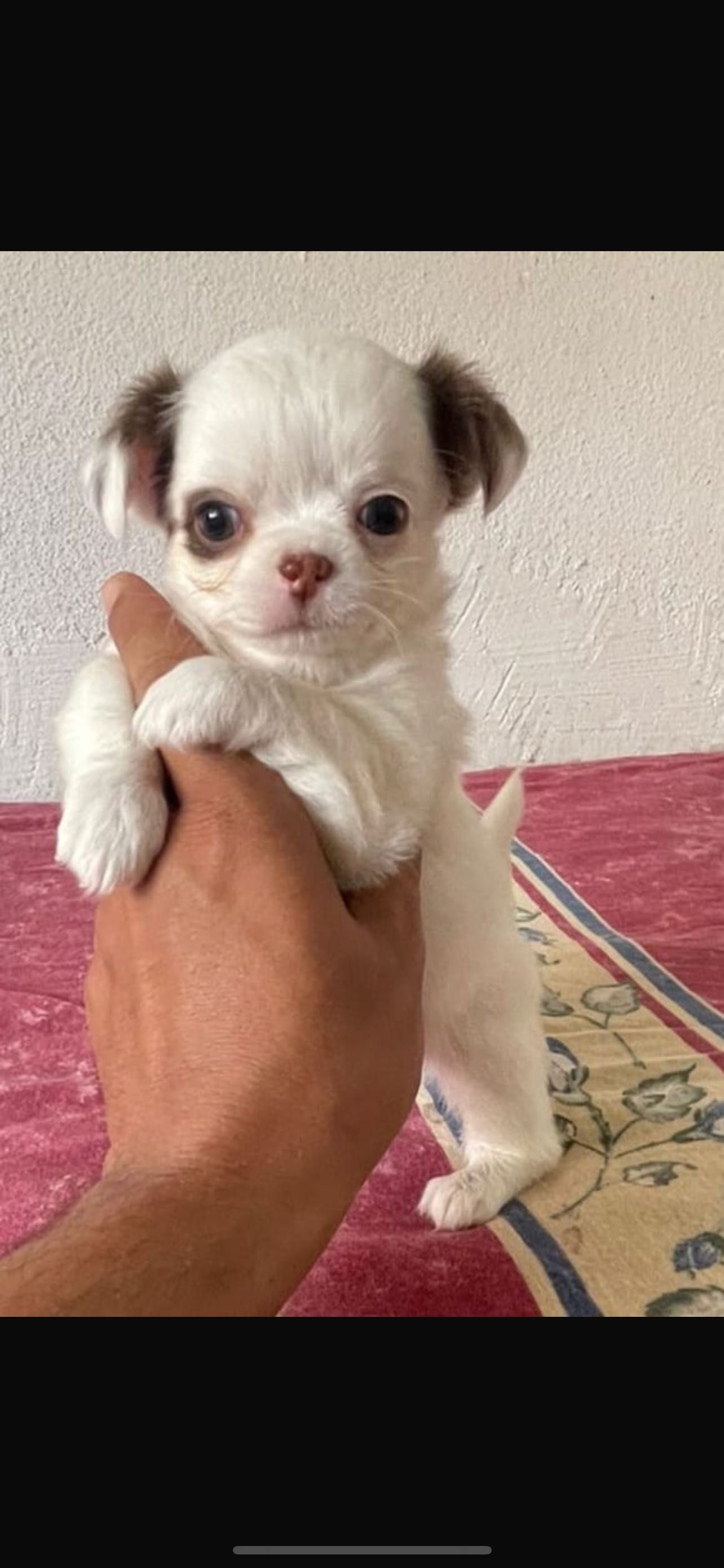 Chihuahua macho miniatura pelo longo