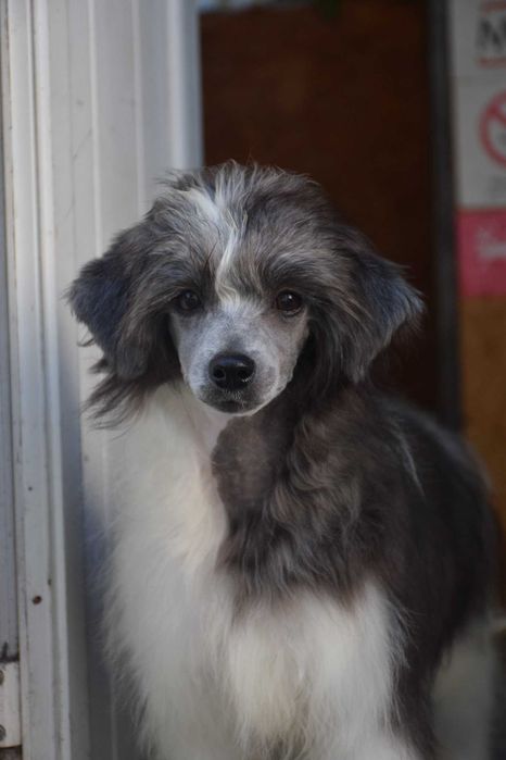 Chinese Crested Dog