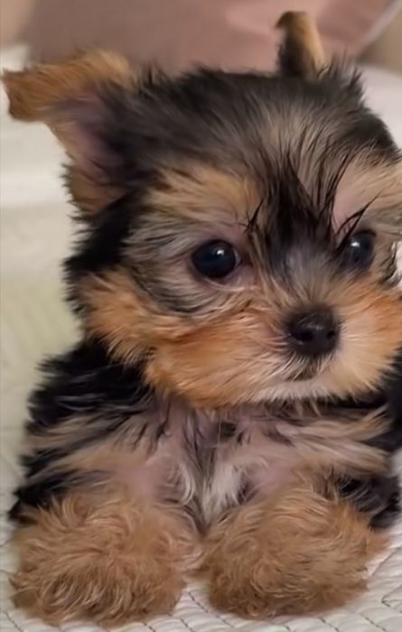 Yorkshire Miniatura  terrier ier Excelente qualidade RAÇA    PREÇ