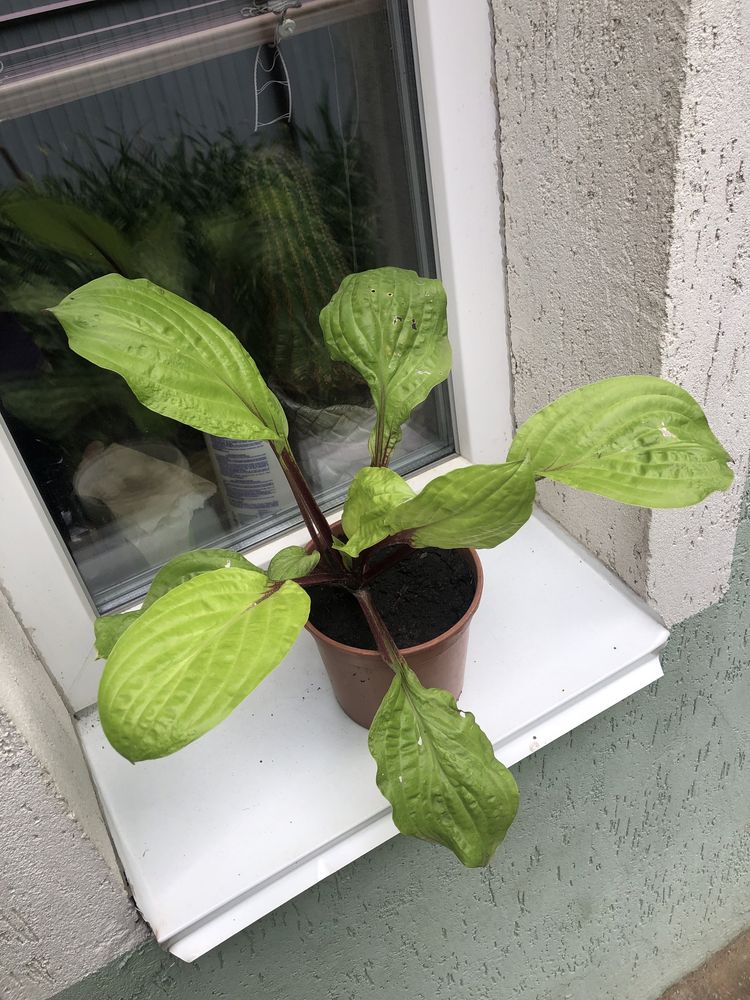 Хоста  Li’l Smooch, Lemon Snap, Siberian Tiger